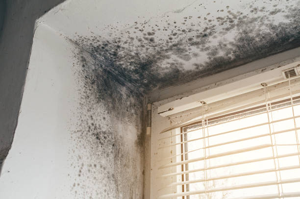 Affordable Mold Removal solutions in McQueeney, TX