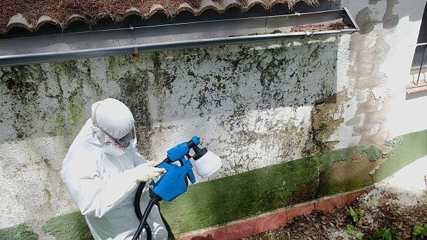 Top rated local Mold Removal specialists in McQueeney, TX